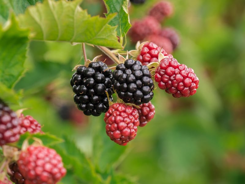 Assortment of fresh berries